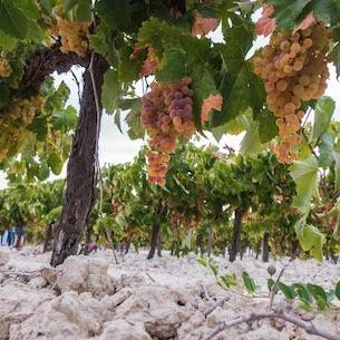 Viña Dulce in Sherry