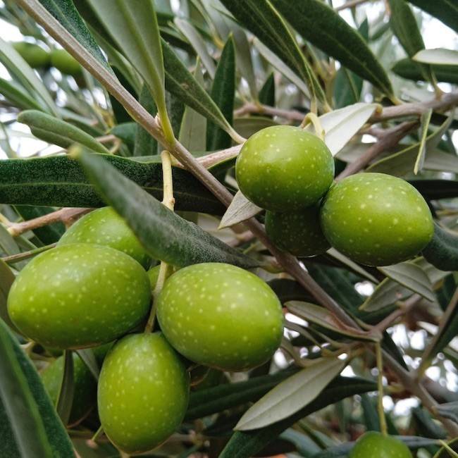 Olive