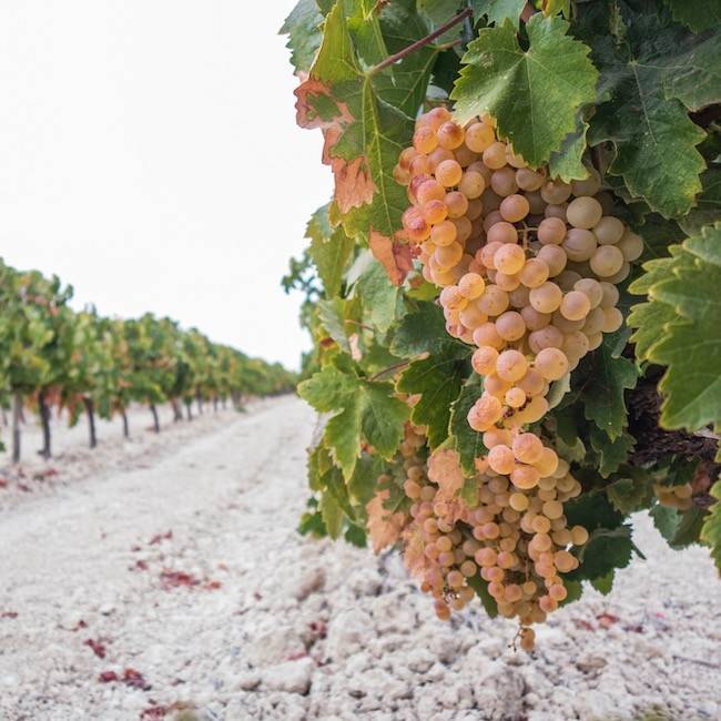 Viña Dulce in Sherry