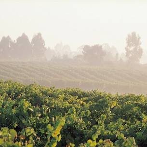 Albariño Vineyards in Rías Baixas DO small