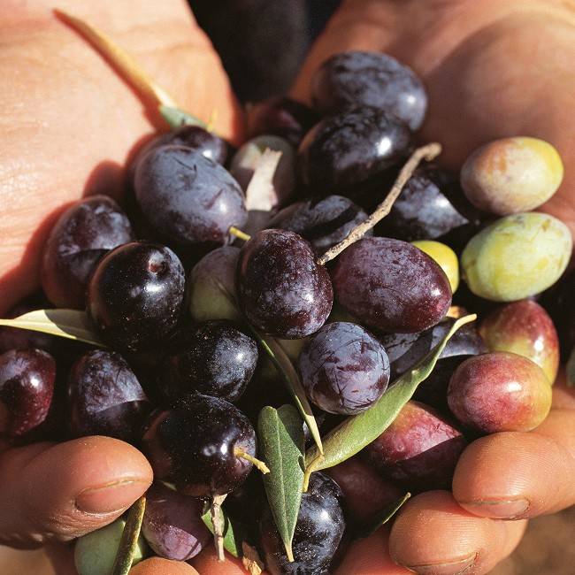 olive-oil-miniatura.jpg