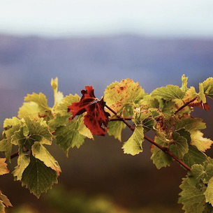 Clos Mogador