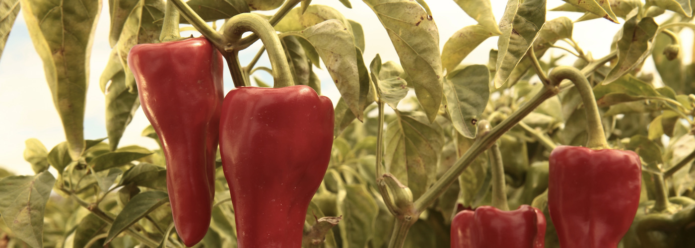 Get to Know Your Spanish Peppers!