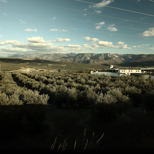 Spain is 1 Step Closer to Including Sea of Olives on UNESCO’s World Heritage List