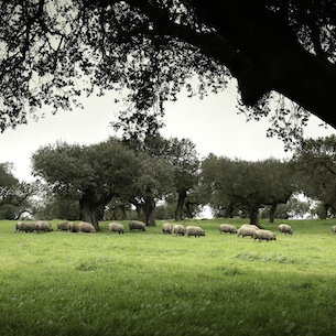 Ham Tourism in Spain on the Rise as Producers Offer One-of-a-Kind Experiences