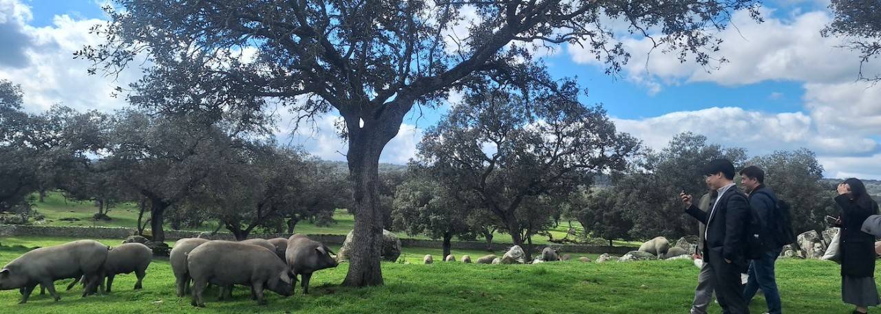 Meat Attraction 2025: International Buyers Explore Spain’s Meat Industry