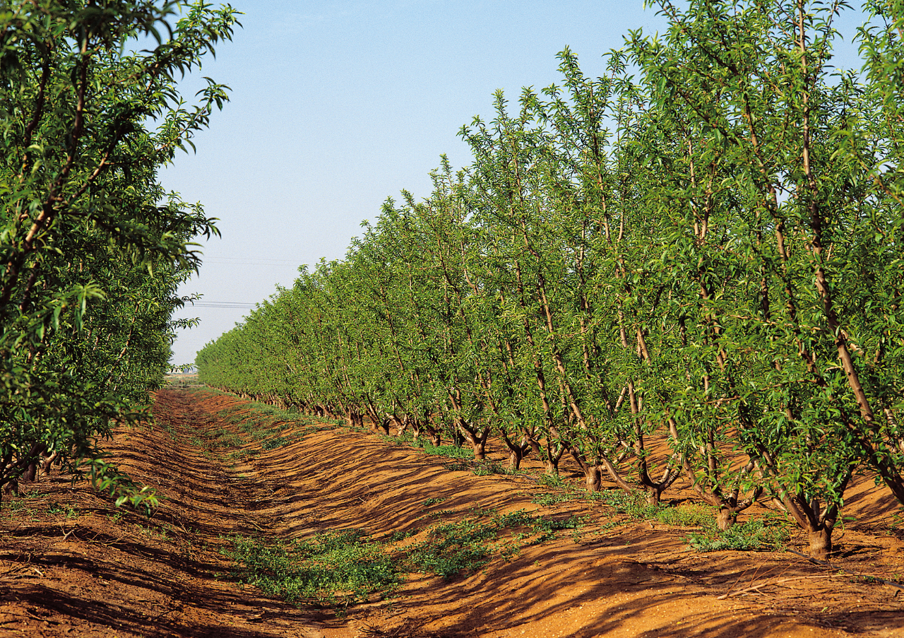 Spain's Pantry: Quality, Sustainability, and Global Ambition 