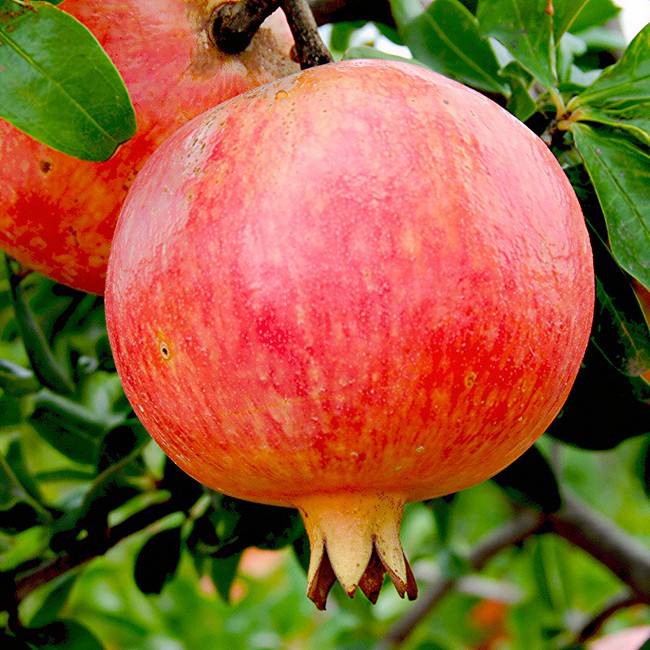 harvesttime-pomegranate