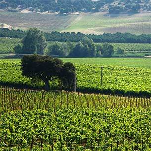 Vetus winery in DO Toro