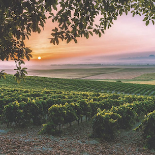 Jerez vines small