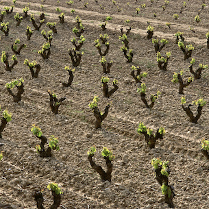Cariñena wines
