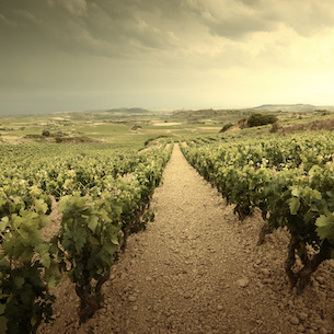 DOCa Rioja Wine Obtains Perfect 100-Point Score from MW Tim Atkin