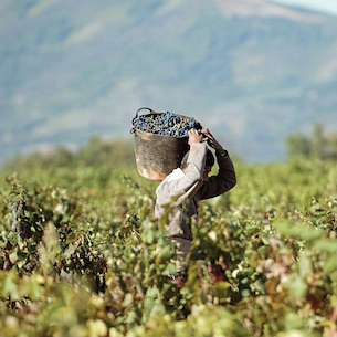 La Vendimia - Spain’s Harvest Wine Festivals!