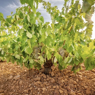 Castile-La Mancha, Home of Two New Wine DO: Campo de Calatrava and Rosalejo