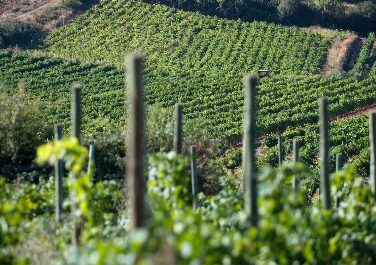 Popular Chilled Spanish Red Wines to Try