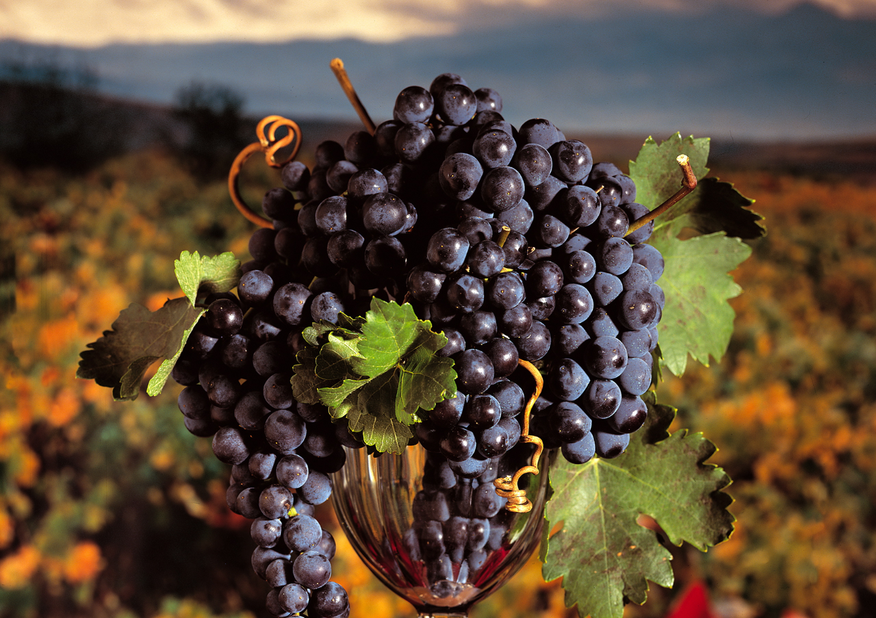 Popular Chilled Spanish Red Wines to Try
