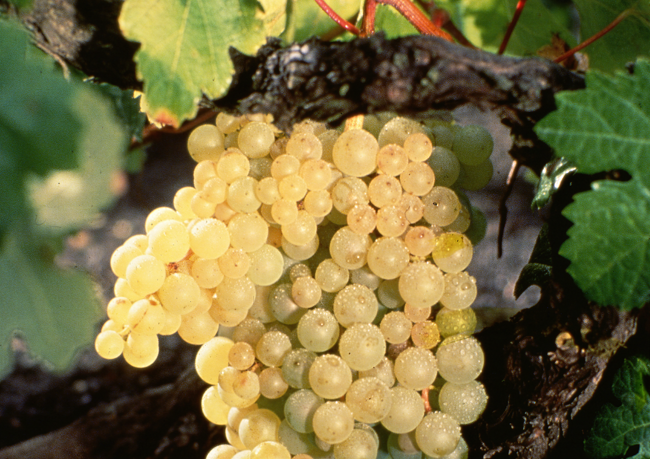 The Two Golden Eras of Canary Wines