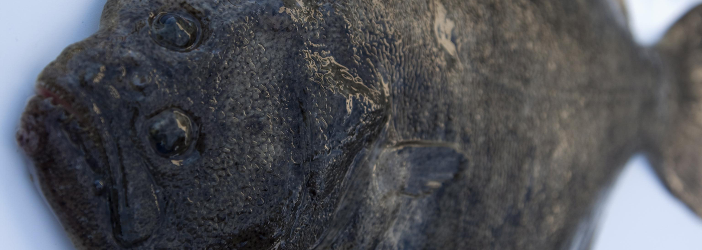 Farm Raised Turbot from Spain — Browne Trading Company