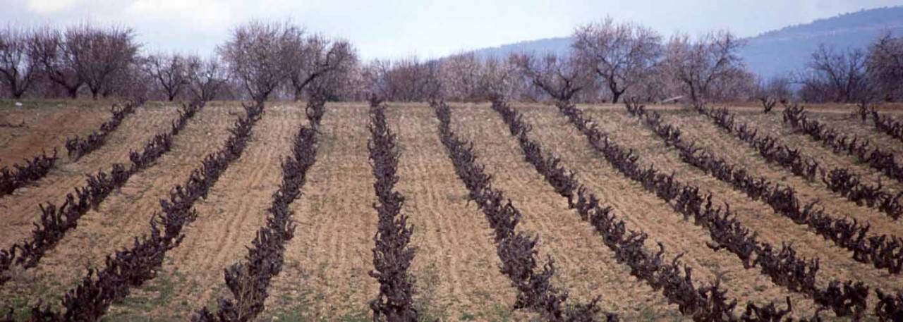 Wines Valencian Community