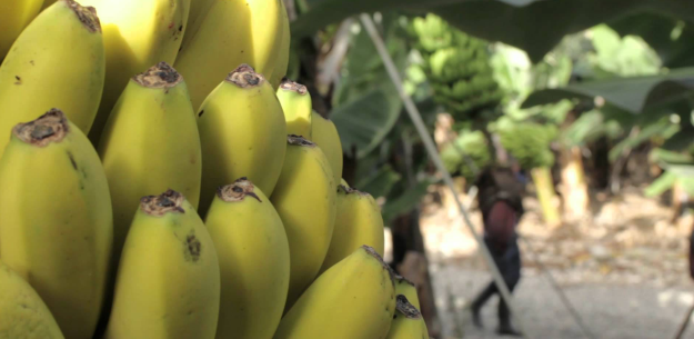 Plátano de Canarias, Stronghold of Flavor