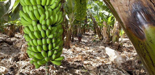 Plátano de Canarias, Stronghold of Flavor