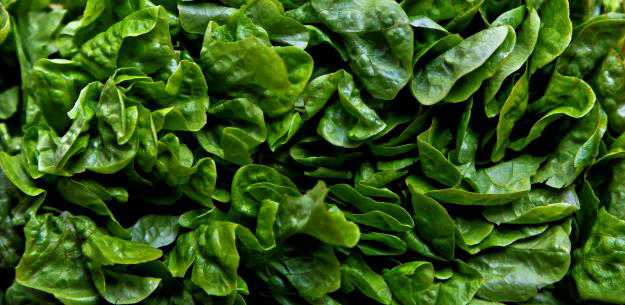 To The Heart of Spanish Lettuce