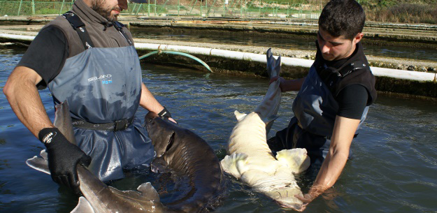 Organic Aquaculture