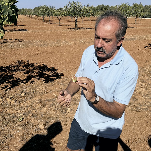 Spanish figs protected by Montserrat Pons in Mallorca.