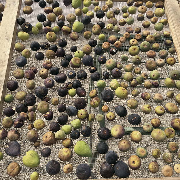 Spanish figs protected by Montserrat Pons in Mallorca. 