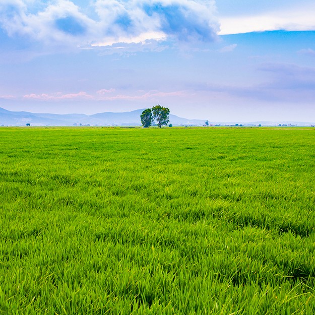 Spanish rice fields in the Delta del Ebro