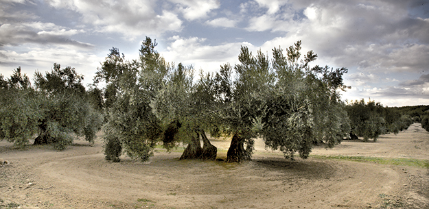 Jaén: Foodie Guide Tour to an Olive Oil Paradise