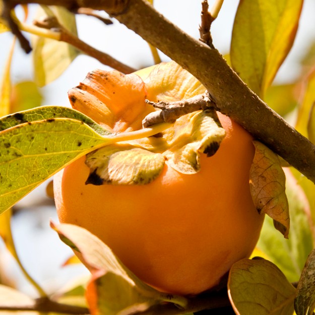 Spanish Persimmons: the Sweetest Things!