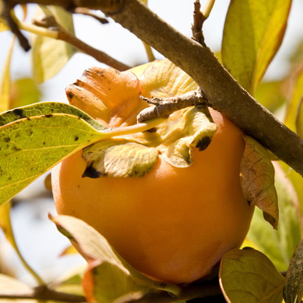 Spanish Persimmons: the Sweetest Things!