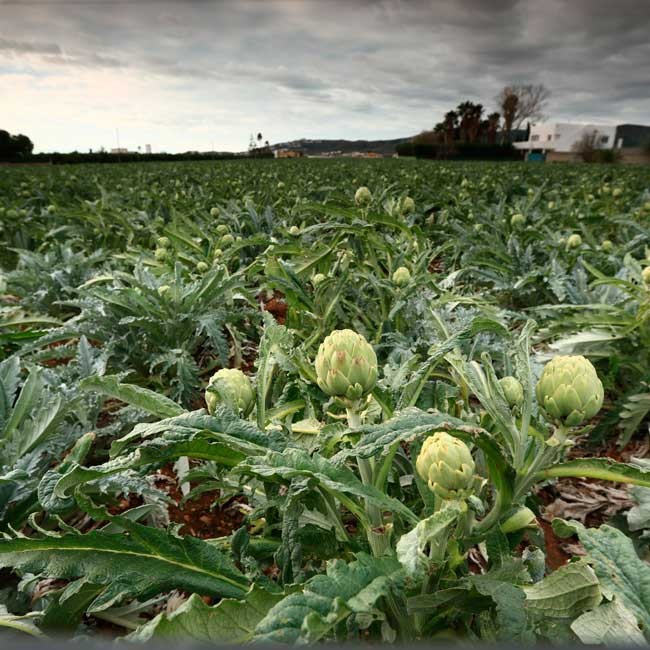 Artichokes from Spain. Photo: Multimedia department / @ICEX
