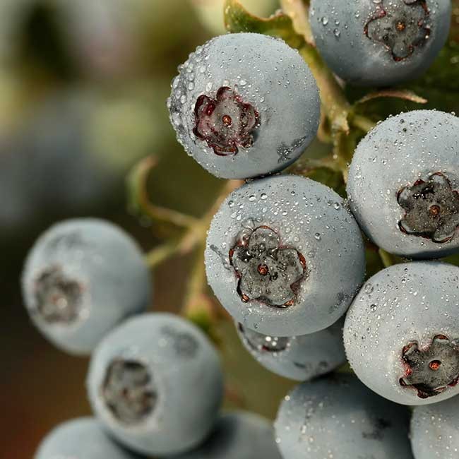 Blueberries from Spain. Photo by: Fernando Madariaga / @ICEX