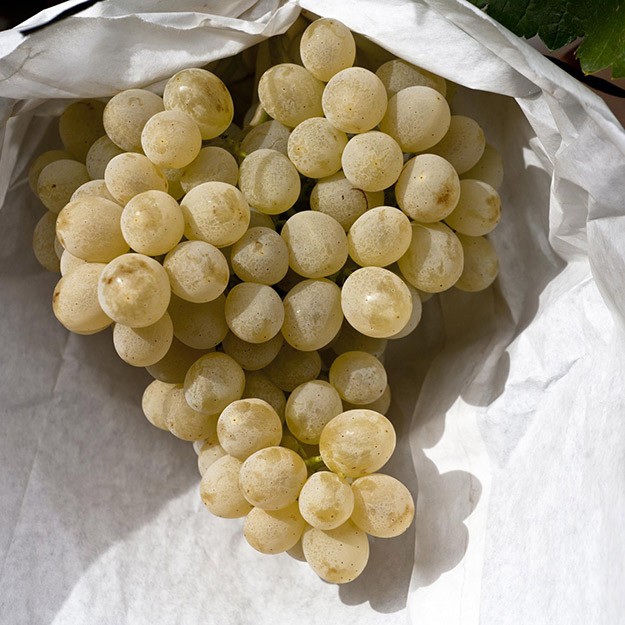 Spanish fruits for a sweet end to summer: Table grapes