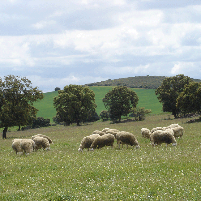 Sheep cheeses from Spain. Photo: Quesos Pasamontes Manchego