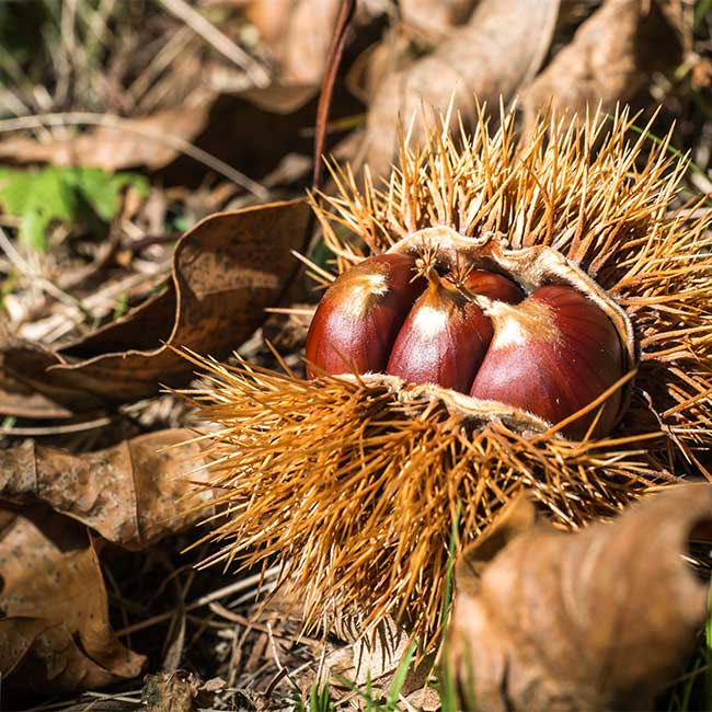 Spanish chestnuts. Photo by: Unsplash
