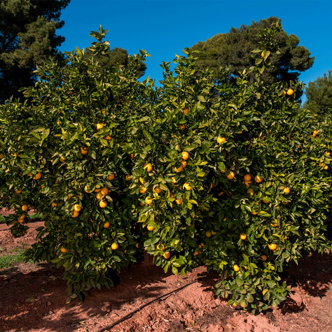 Oranges from Spain. Photo: @ICEX / Fernando Madariaga