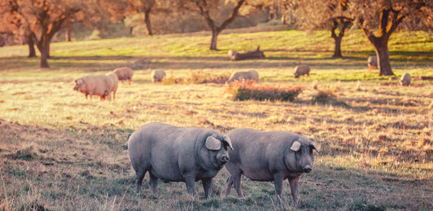 Ibérico pigs in the dehesa in Huelva, Andalusia