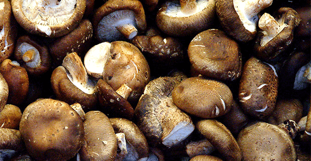 Spanish wild mushrooms