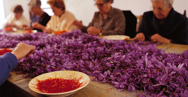 Spanish saffron