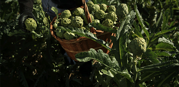 Spanish artichokes