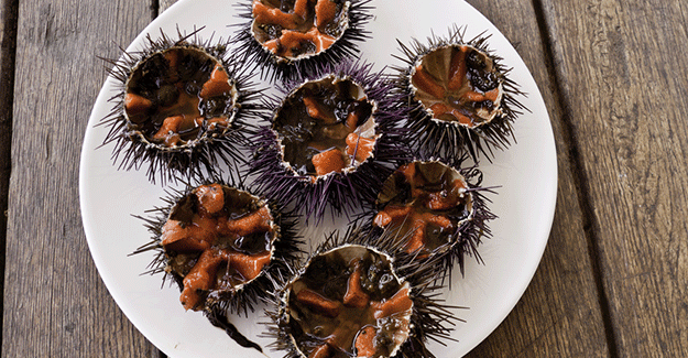 Sea urchins from Spain