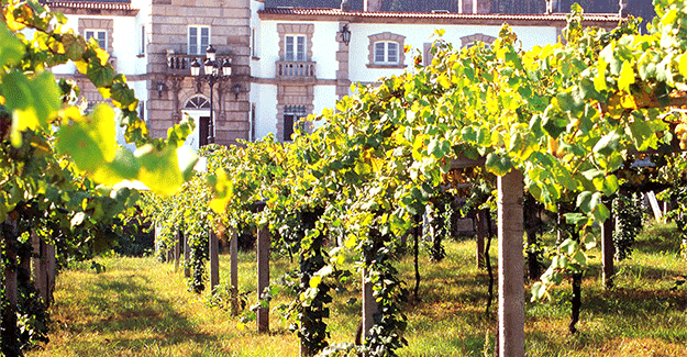 Albariño vineyards in DO Rías Baixas