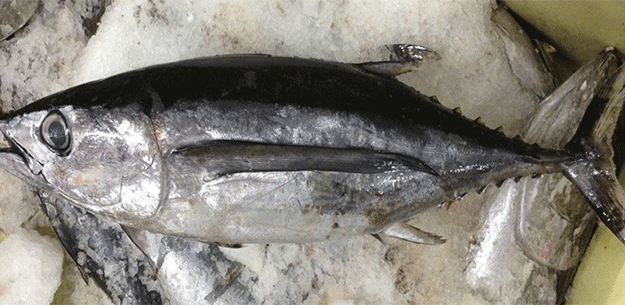 Bonito del Norte from Spain