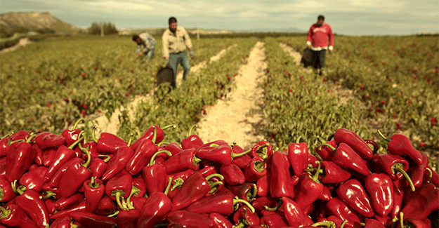 Piquillo peppers from Spain