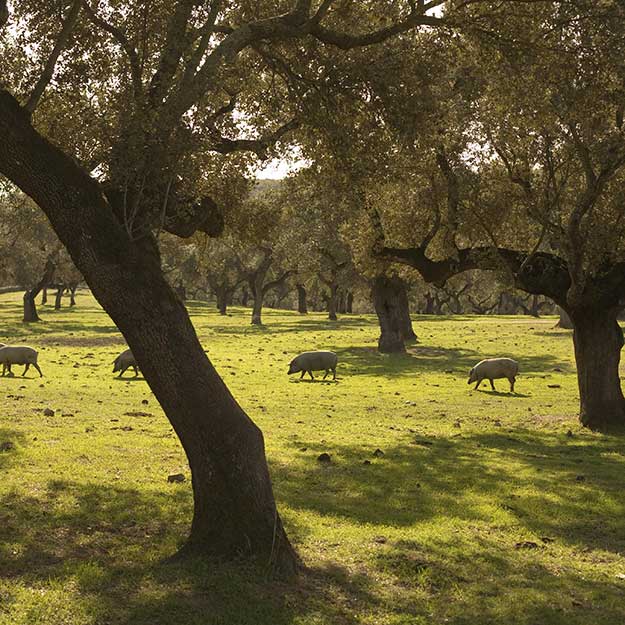 Discovering the dehesa. Matías Costa/@ICEX
