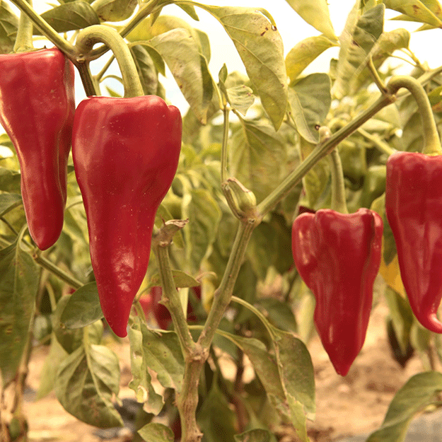 Piquillo pepper from Lodosa (Navarre)