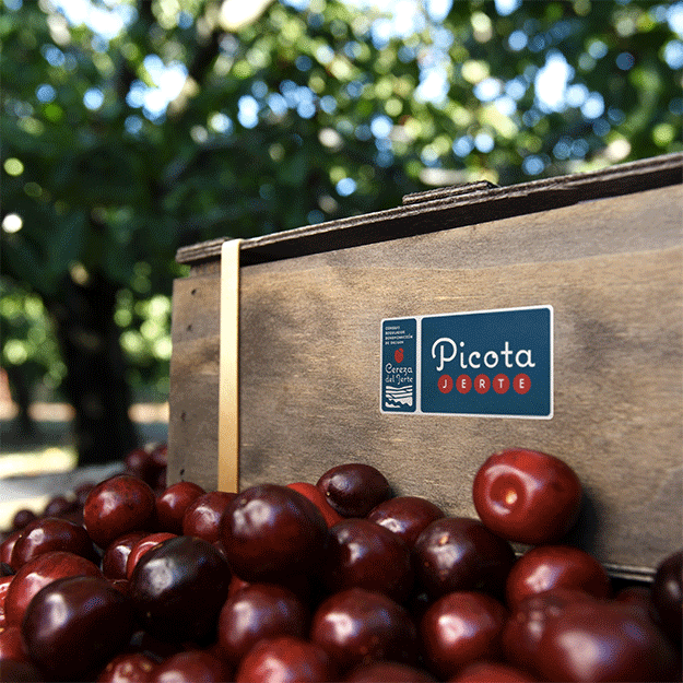 Cherries from the Jerte Valley, Extremadura. / Photo: Regulatory Council DOP Cereza del Jerte. 